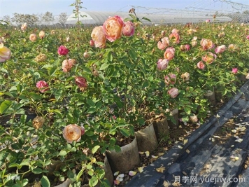 月季葉片發(fā)黃？黃葉的處理辦法