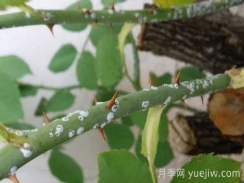 夏季月季花容易感染蚧殼蟲(chóng)，要怎么防治？