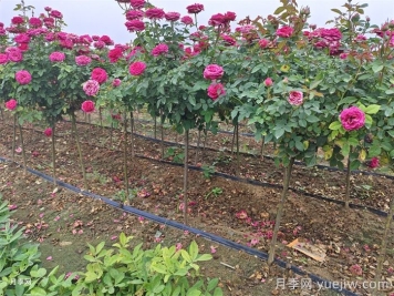 月季花的簡(jiǎn)單養護技巧