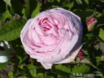 路易斯雷爵夫人月季/路易斯萊維克夫人