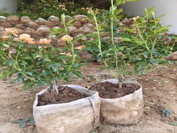 月季修剪有技巧，掌握要點(diǎn)復花快能開(kāi)好幾茬