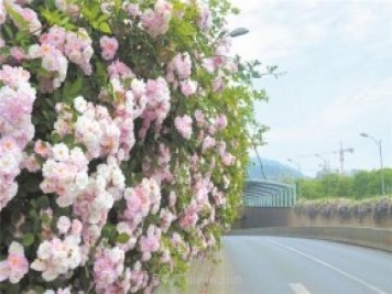 8萬(wàn)多株月季進(jìn)入盛花期，月季成為杭州富陽(yáng)城市綠化點(diǎn)睛之筆