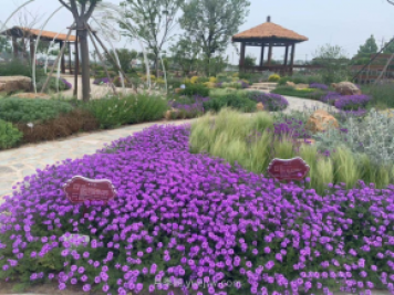 聊城芳香文化博覽園，鄉村振興巾幗示范基地