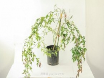 紅木香是什么花，耐寒可達零下20度