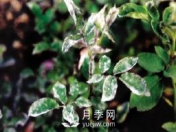 如何防治月季花出現白粉病