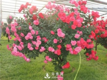月季樹(shù)高貴典雅、花型花色多樣