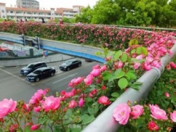 四月盛放的月季時(shí)間，湖北宜昌給你的專(zhuān)屬浪漫花園