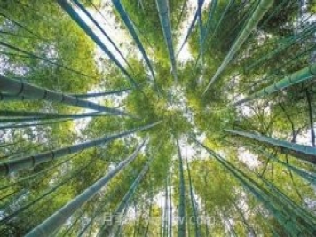 韶關(guān)仁化，小毛竹做活“竹產(chǎn)業(yè)”大文章