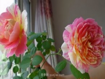 推薦適合夏天養的5種月季花，花量大不怕曬