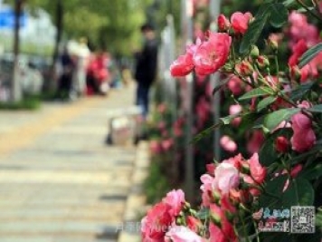 江西南昌350萬(wàn)株月季盛開(kāi)，美爆洪城街頭
