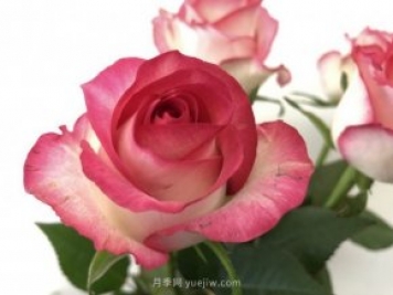 朱米莉亞月季，花開(kāi)媲美玫瑰