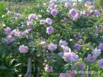 推薦4款月季品種，輕松打造小型月季花墻
