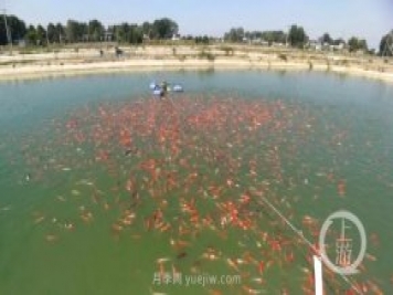 南陽(yáng)鎮平：“中國錦鯉第一村”的三代養魚(yú)人