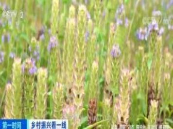 南陽(yáng)桐柏：10萬(wàn)畝夏枯球大豐收 畝入8000元農戶(hù)實(shí)現增收