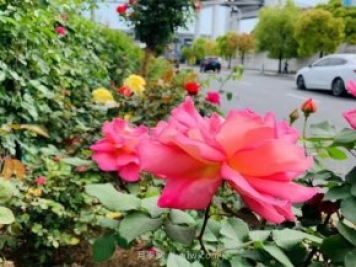 屬于月季的最美賞花季來(lái)了！上海正打造百條花道