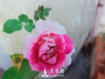 適合在廣東的夏季種植的耐熱月季有哪些？