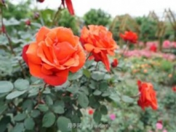 上海哪里月季花最美？到這些公園來(lái)看月季吧！