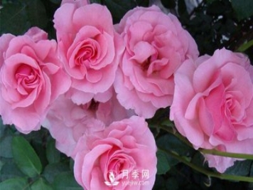 溫室月季小苗種植需要注意哪些事項？