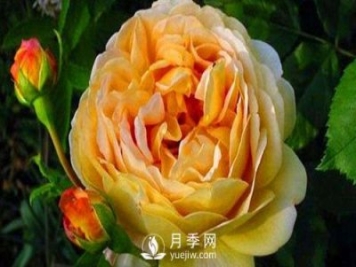 月季基地告訴你這四個(gè)原因容易導致樹(shù)狀月季枯死
