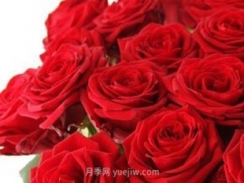 玫瑰、月季有區別？原來(lái)這么容易區分，一看就懂
