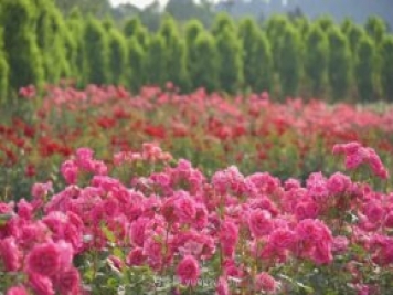 月季打造美麗鄉村，南陽(yáng)月季美化衢州鄉村振興之路