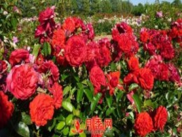 紅色龍沙寶石簡(jiǎn)稱(chēng)紅龍 你知道咋養嗎？