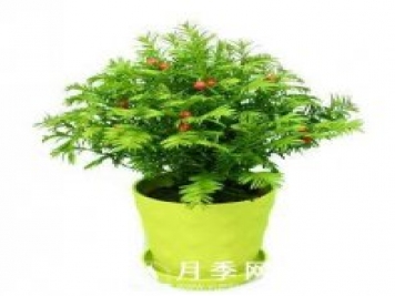 盆栽紅豆杉的養護管理知識 速來(lái)圍觀(guān)