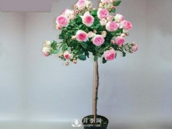 安徽樹(shù)狀月季種植施肥有哪些技術(shù)要點(diǎn)呢？