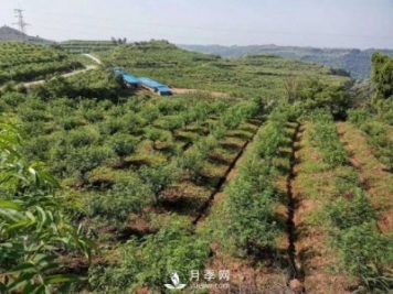 2020年花椒產(chǎn)業(yè)現狀，2021年面對當前的困境該怎么做？