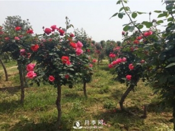 三門(mén)峽月季花如何做能快速進(jìn)入下一波花期？