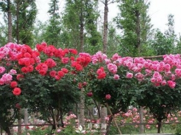 新鄉樹(shù)狀月季城市中廣泛應用，打造美好環(huán)境