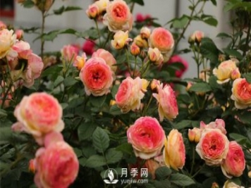 為什么很多樹(shù)狀月季更建議地栽？
