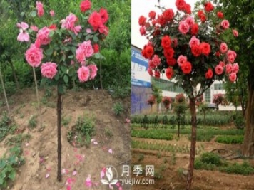 月季花遇到病害包含的病況？如何解決呢