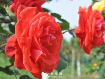 月季幼苗的育苗訣竅，澆水追肥等很重要