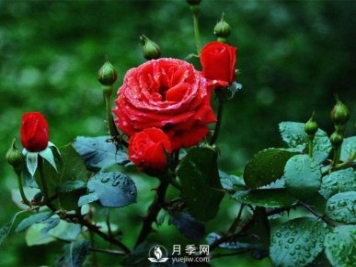 洛陽(yáng)夏季養藤本月季的技巧，花友快來(lái)看看吧