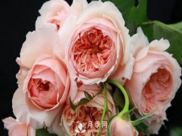 盆栽藤本月季怎么施肥，以下技巧來(lái)學(xué)習吧