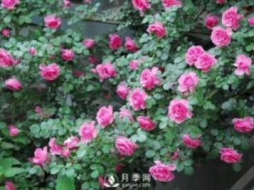爬藤月季，一顆就能把院子打造成一花海