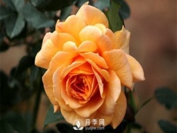 盆栽月季樹(shù)插穗、新栽苗、生長(cháng)期如何修剪？