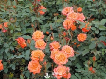 月季花茶和玫瑰花茶怎樣能夠區分開(kāi)？