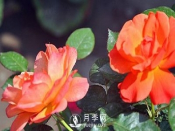 南陽(yáng)大花月季在種植時(shí)要注意哪些問(wèn)題呢？