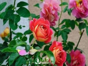 德州大花月季在日常中，怎么嫁接育苗和管理？
