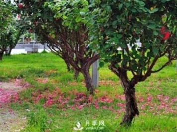 月季樹(shù)，玫瑰樹(shù)，樹(shù)狀月季的優(yōu)勢