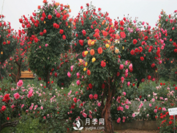 新型月季花，要遵循什么方法，才栽培出來(lái)？