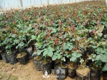 月季網(wǎng)講述月季扦插小苗養根的三個(gè)步驟