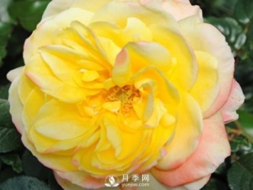 如何防治南陽(yáng)月季霉心??？