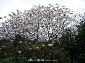 南陽(yáng)玉蘭三姐妹：中土原生白玉蘭與紫玉蘭，北美舶來(lái)洋玉蘭
