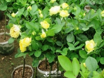 棒棒糖月季月季樹(shù)，為什么每一兩年要翻盆換土？