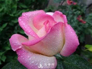 月季的物種歷史是怎樣的？