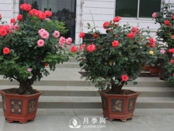 如何讓盆栽月季植株大，枝頭多，開(kāi)滿(mǎn)盆常開(kāi)不??？