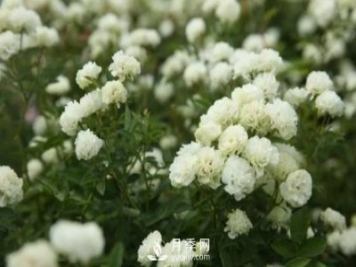 怎樣防治南陽(yáng)月季黑斑病病害？